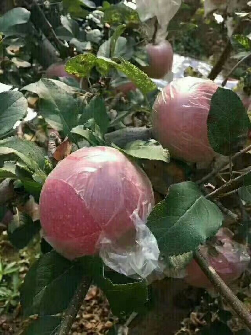 苹果80mm以上膜袋