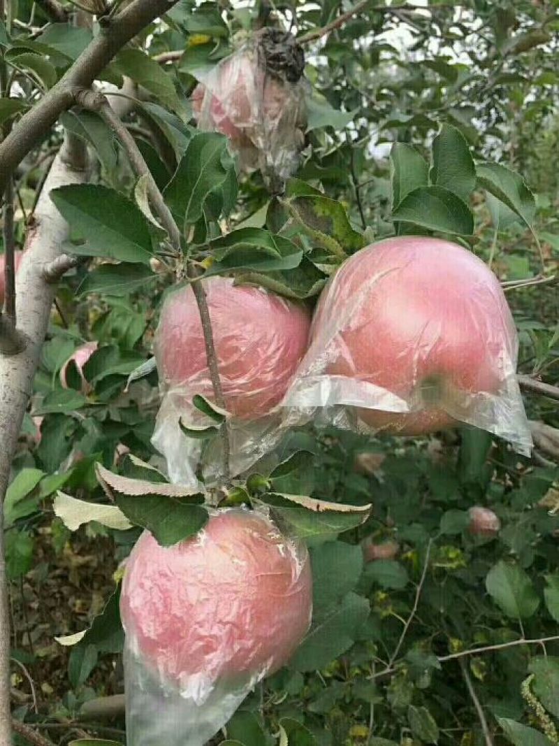 苹果80mm以上膜袋