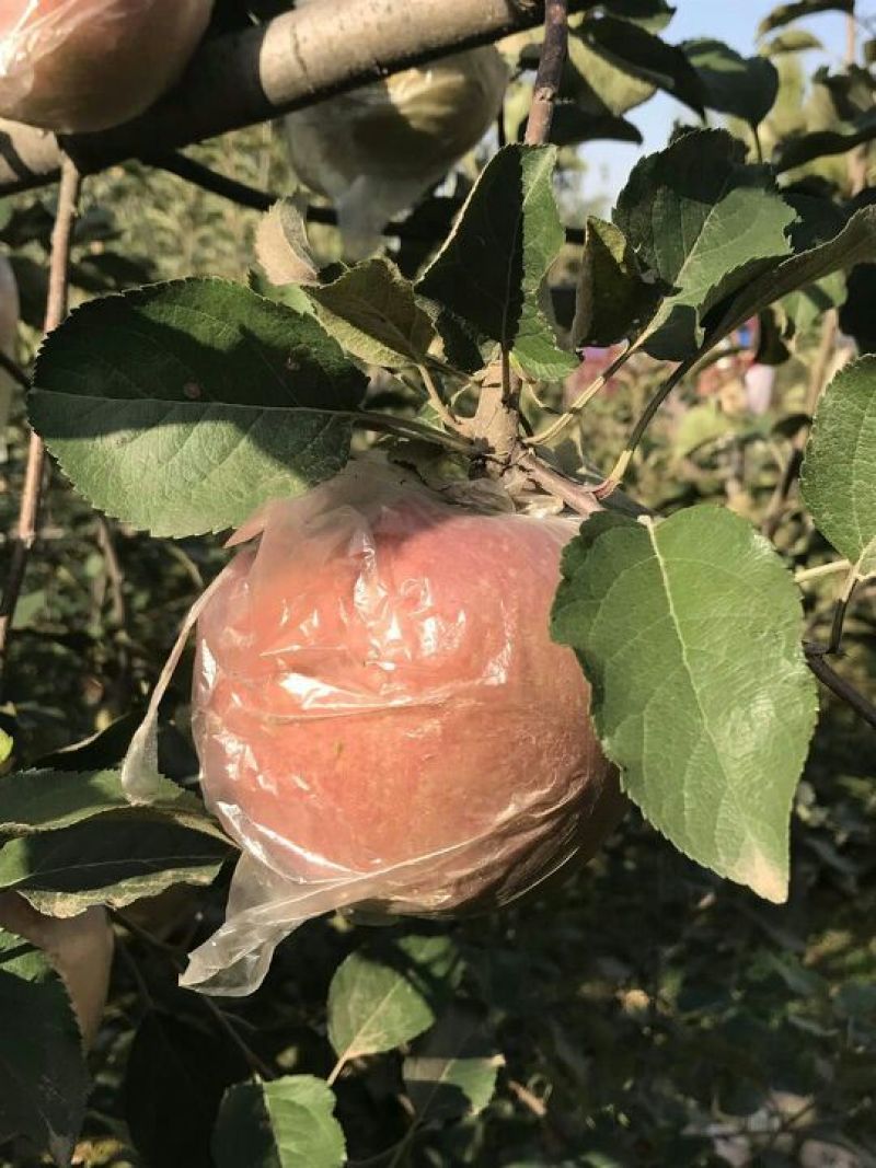 苹果80mm以上膜袋