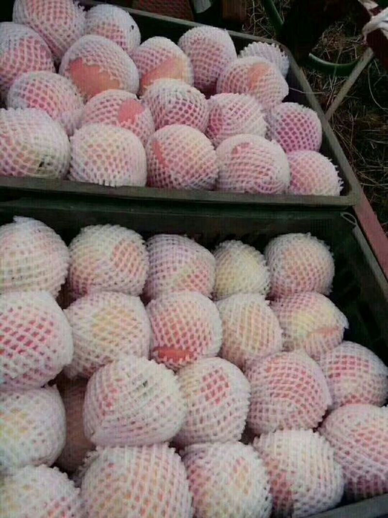 苹果80mm以上膜袋