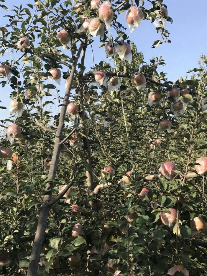 苹果80mm以上膜袋