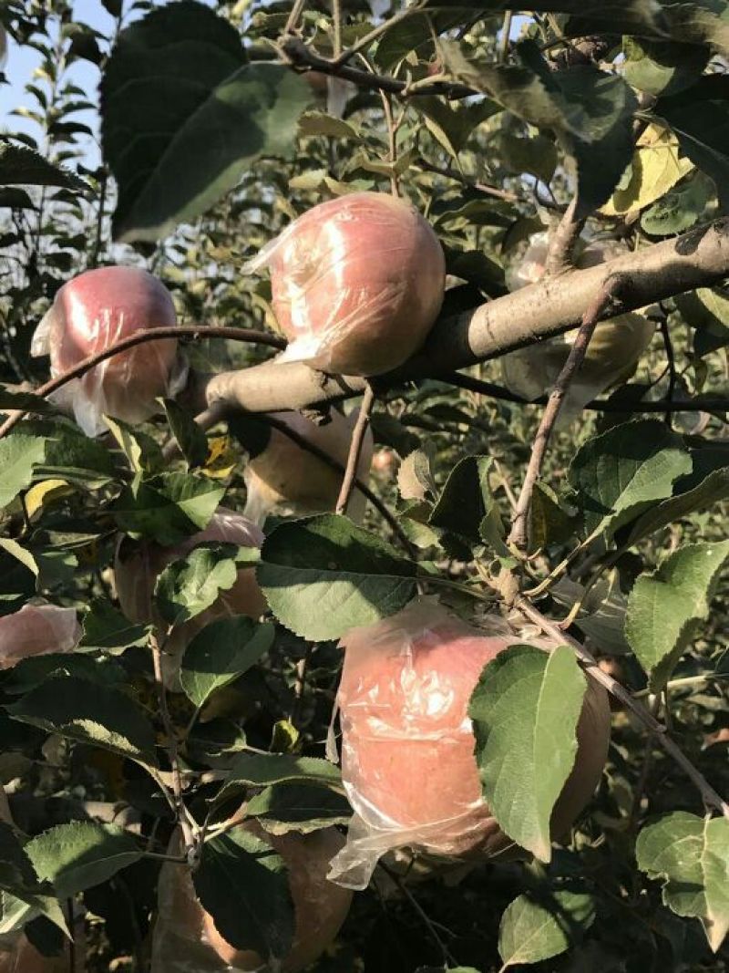 苹果80mm以上膜袋