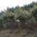 楠木1.5~2m2~4cm