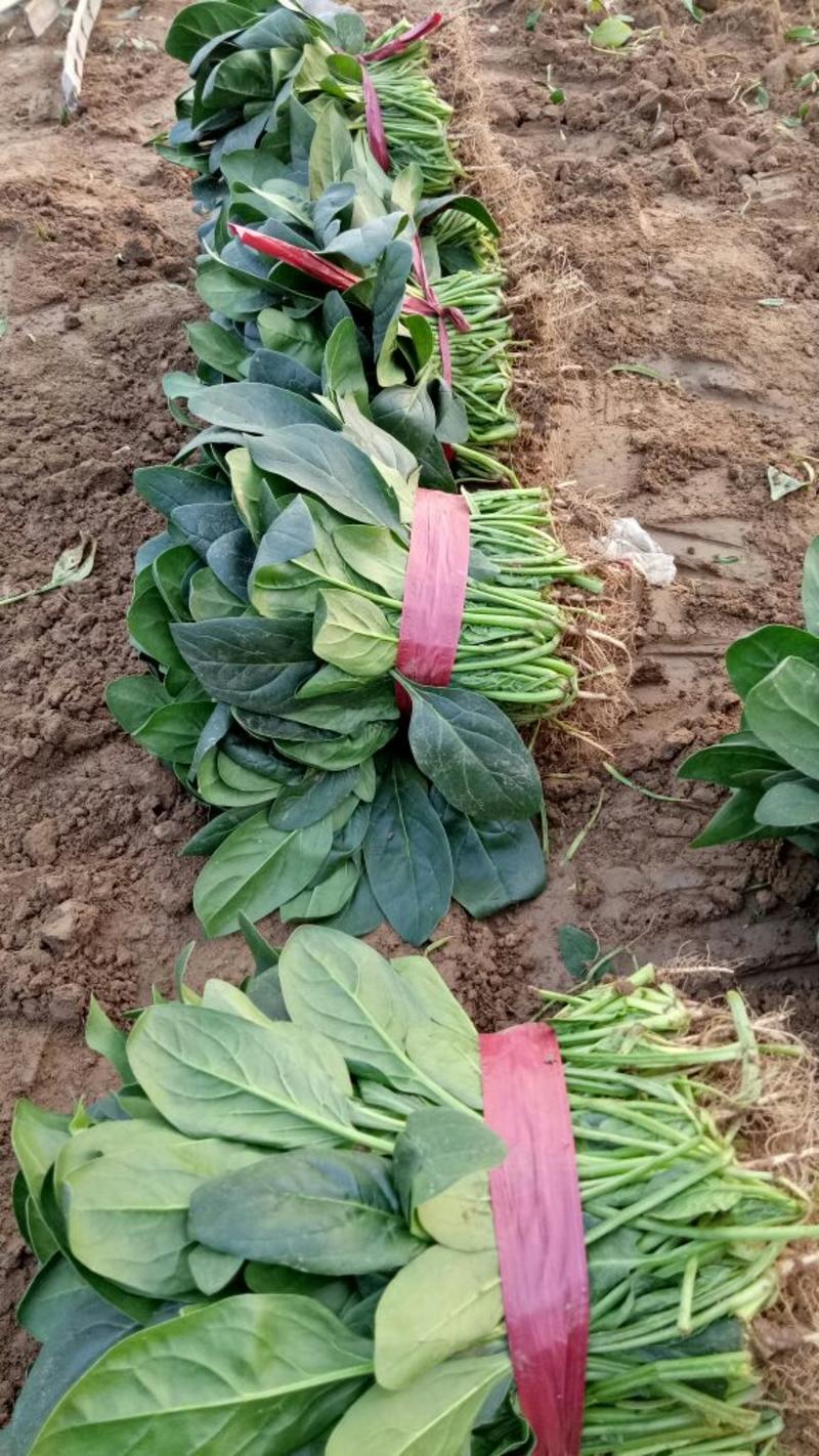 越冬菠菜15~20厘米