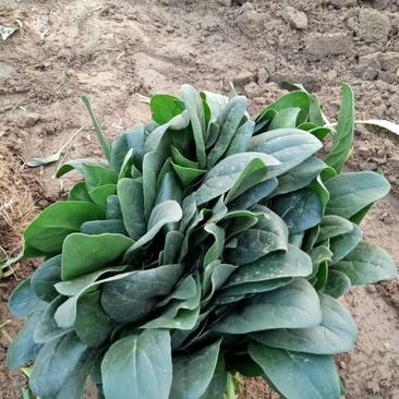 越冬菠菜15~20厘米