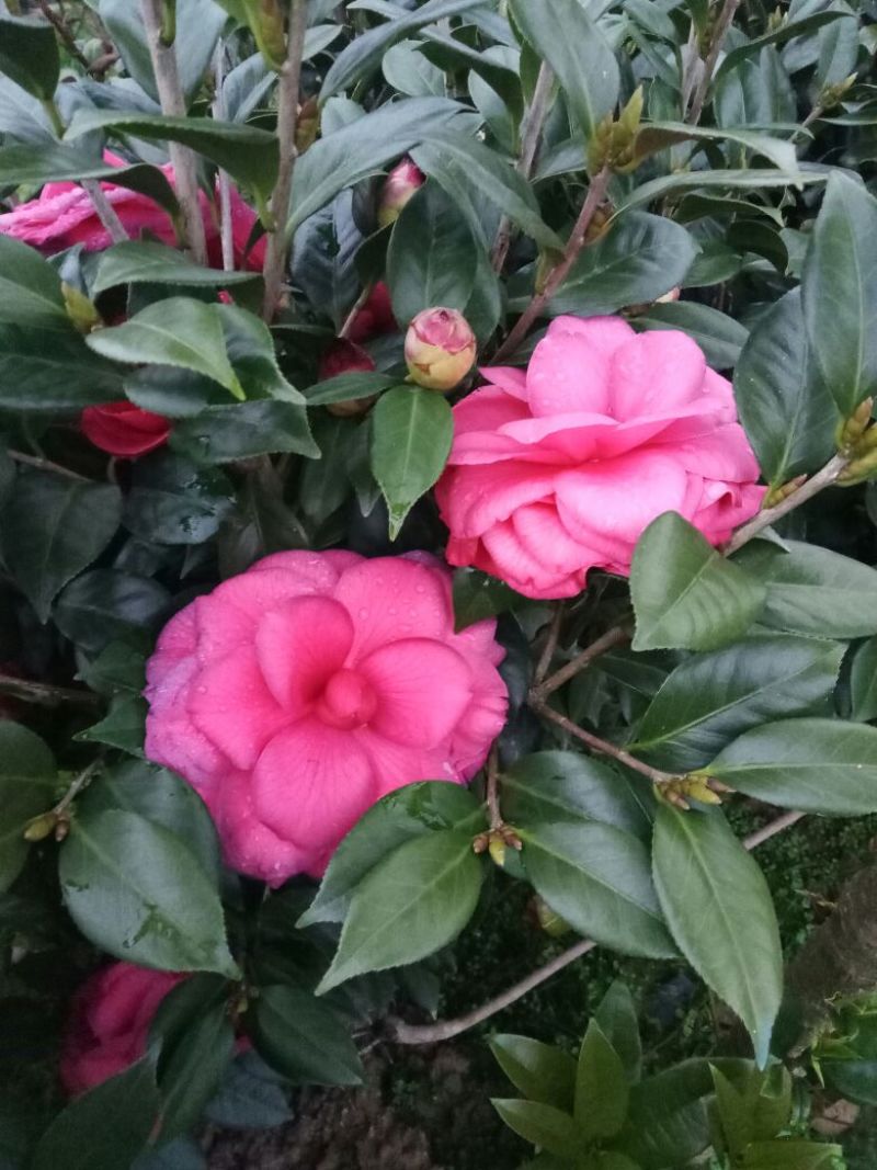 茶花30——50公分高，名品花苞多多，地苗袋苗