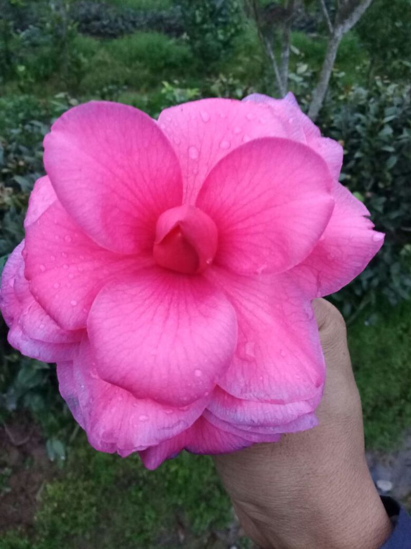 茶花30——50公分高，名品花苞多多，地苗袋苗