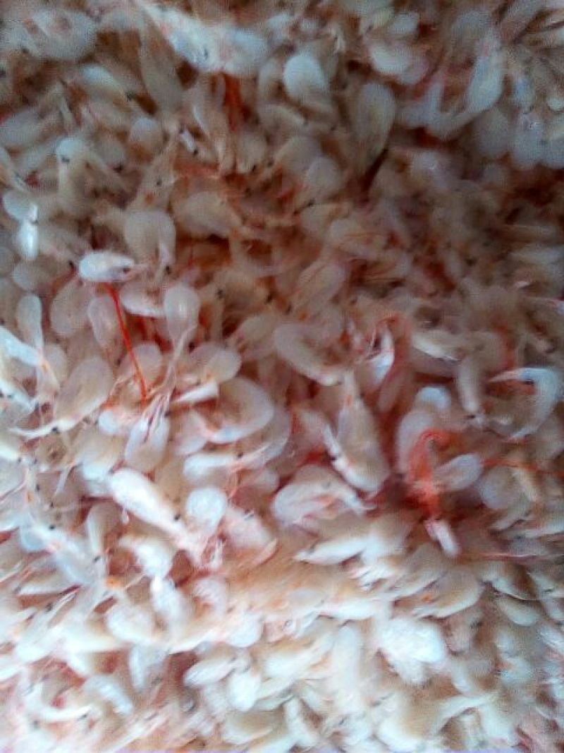虾皮一级