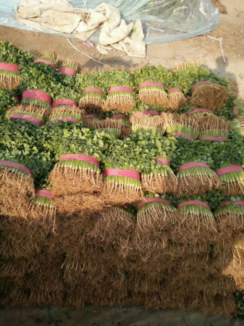 中叶铁杆青香菜原产地直供，商超**