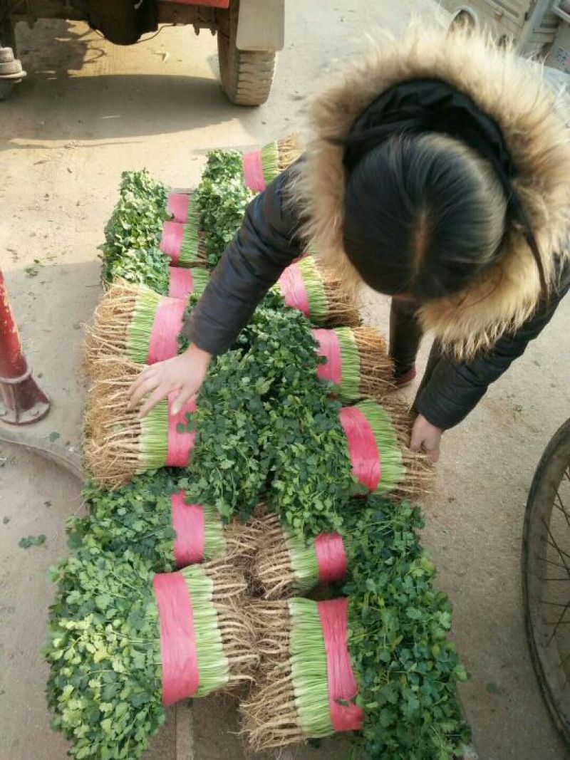 中叶铁杆青香菜原产地直供，商超**