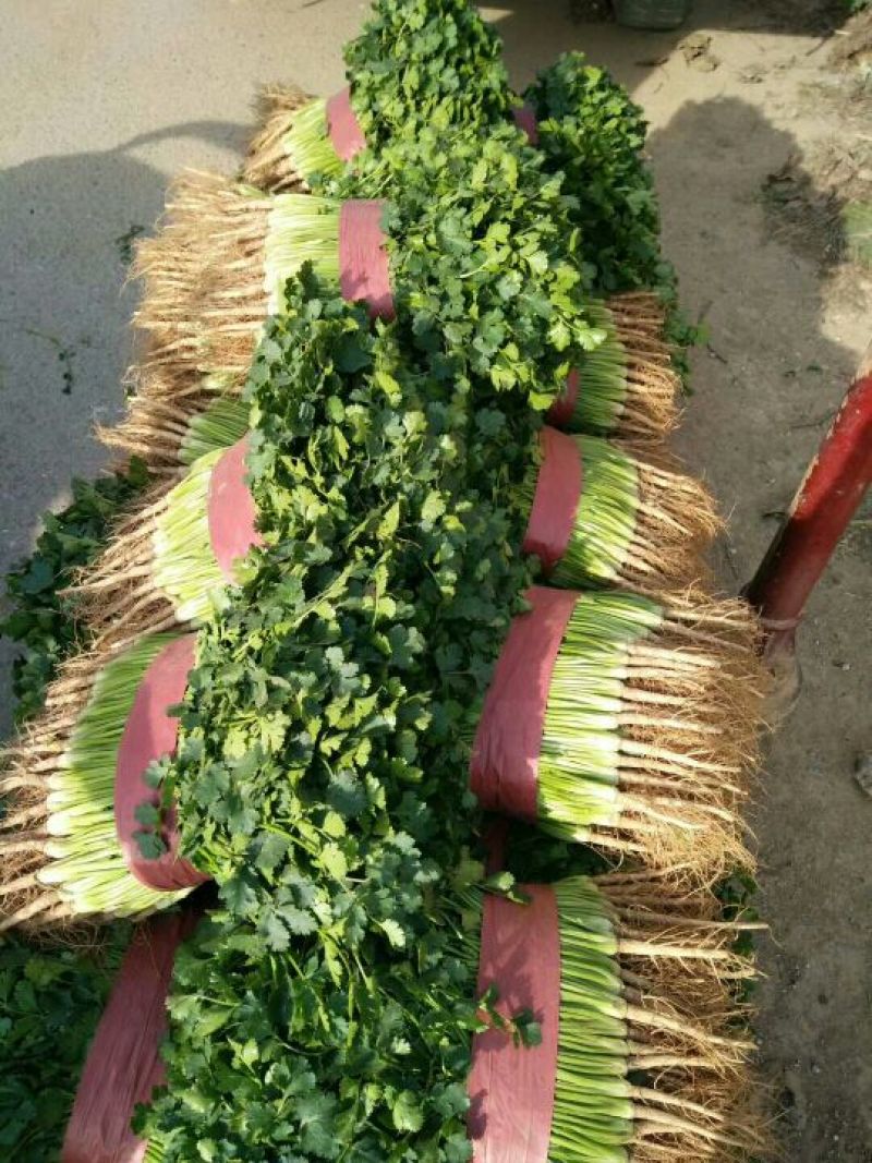 中叶铁杆青香菜原产地直供，商超**