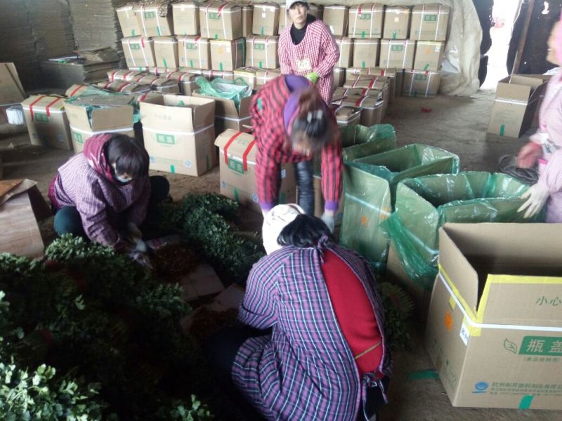 中叶铁杆青香菜原产地直供，商超**