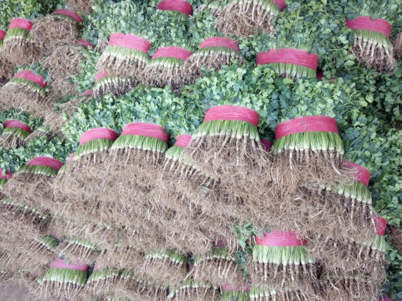 中叶铁杆青香菜原产地直供，商超**