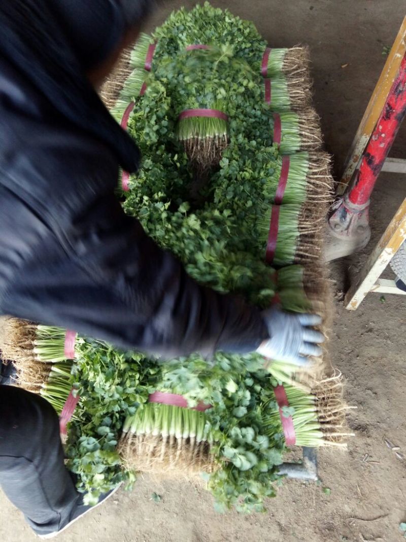 中叶铁杆青香菜原产地直供，商超**