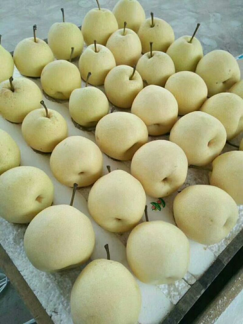山西坡上酥梨基地，皮薄肉厚，无渣糖高