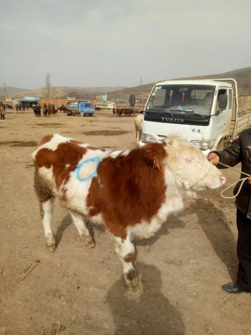 西门塔尔牛犊200~300kg