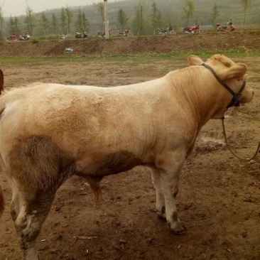 西门塔尔牛犊200~300kg