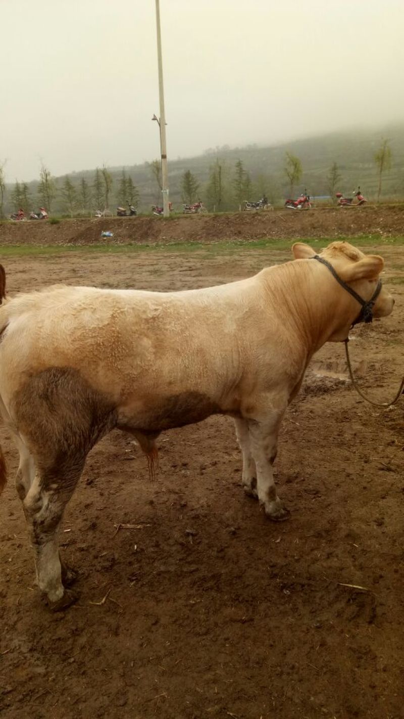 西门塔尔牛犊200~300kg