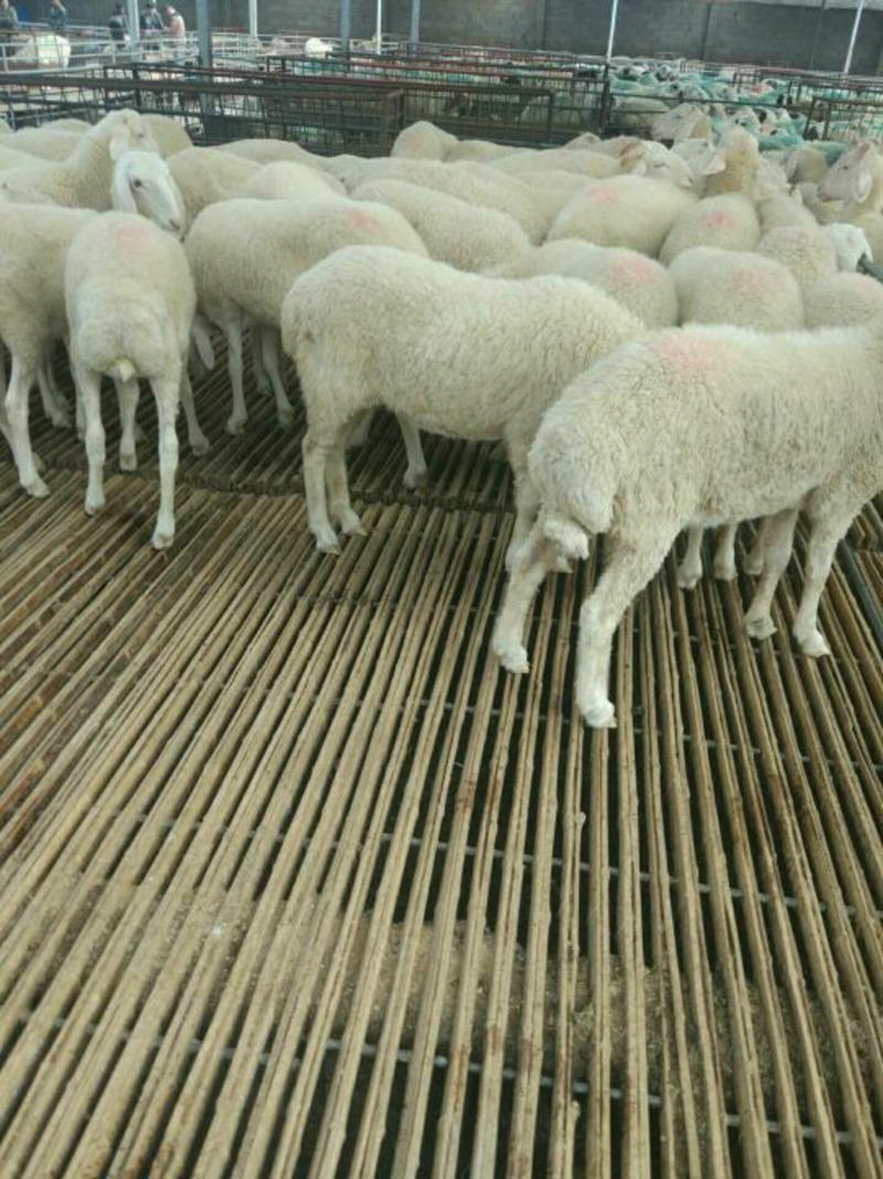 出售种羊，肉羊。免费送货到家。适应能力强