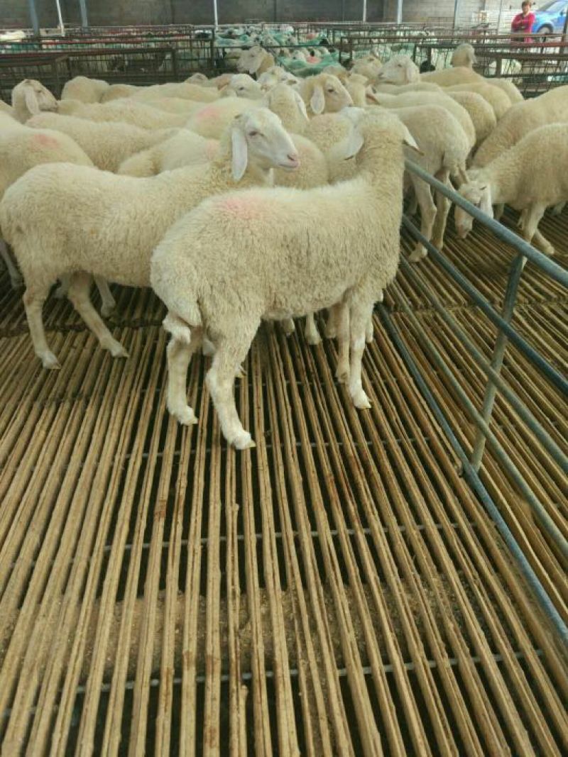 出售种羊，肉羊。免费送货到家。适应能力强