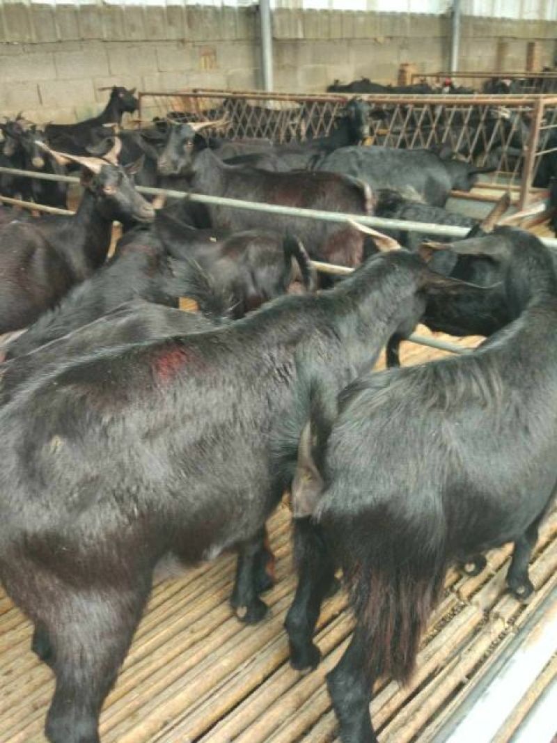 出售种羊，肉羊。免费送货到家。适应能力强