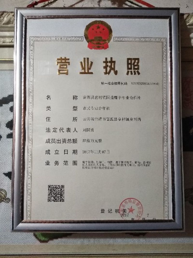 优质二代《魔芋种子》签合同保底回收、全程技术指导全国发货