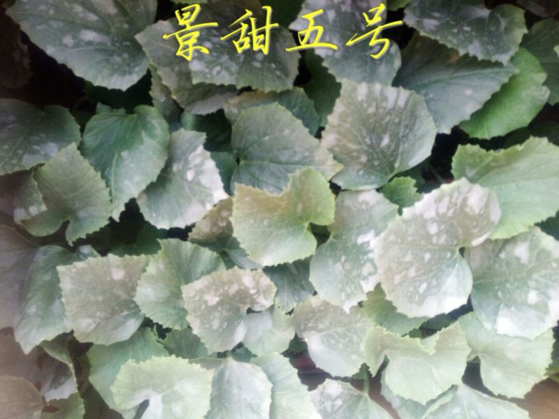 西瓜苗98%以上