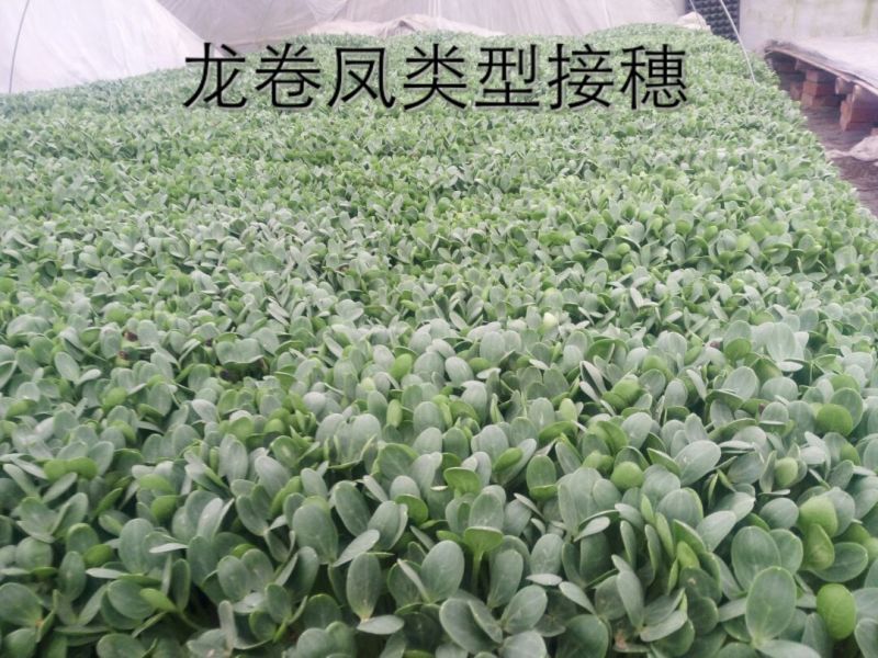 西瓜苗98%以上