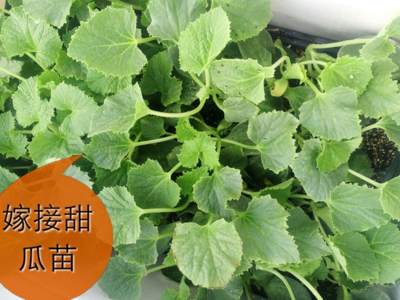 西瓜苗98%以上