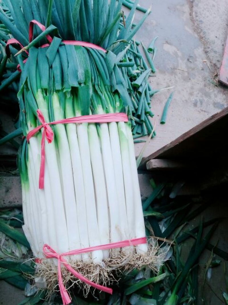 铁杆大葱净葱2cm左右30~40cm
