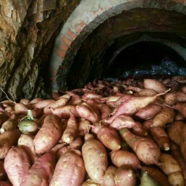 红薯大量出窖品种齐全