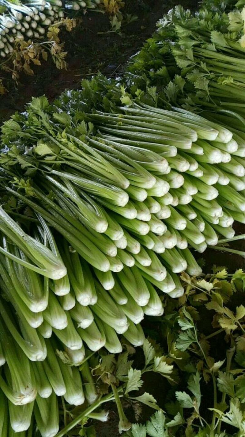 河北永年精品皇妃芹菜大量供应中60cm以上