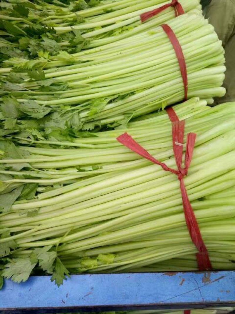 西芹50cm以上精品包装无夹心
