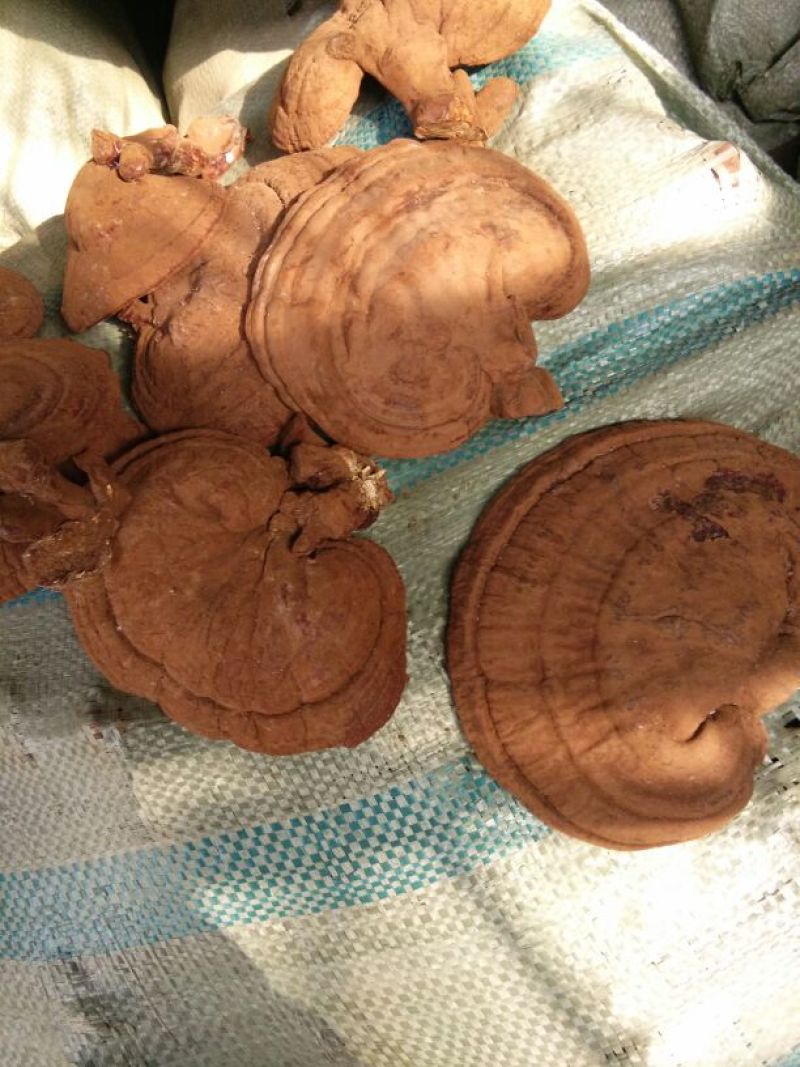 赤灵芝带粉的赤灵芝