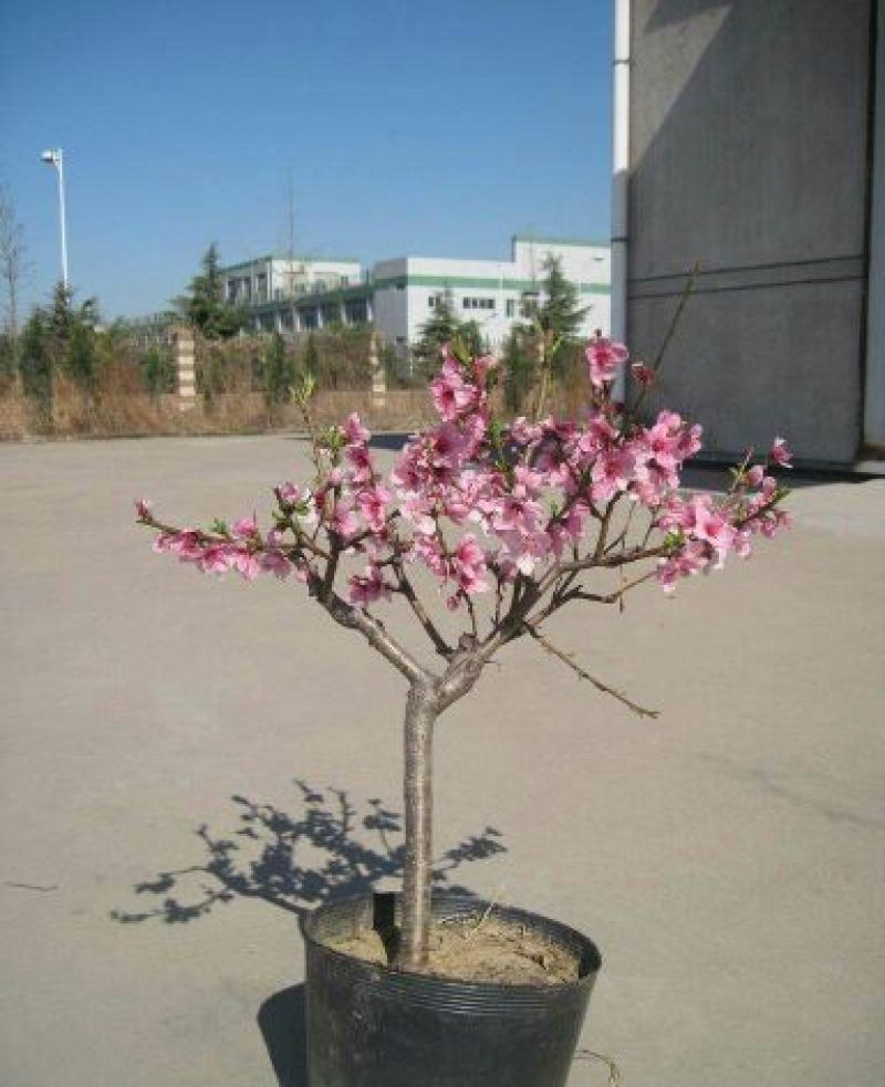 中华寿桃桃树盆景苗规格齐全60~70cm