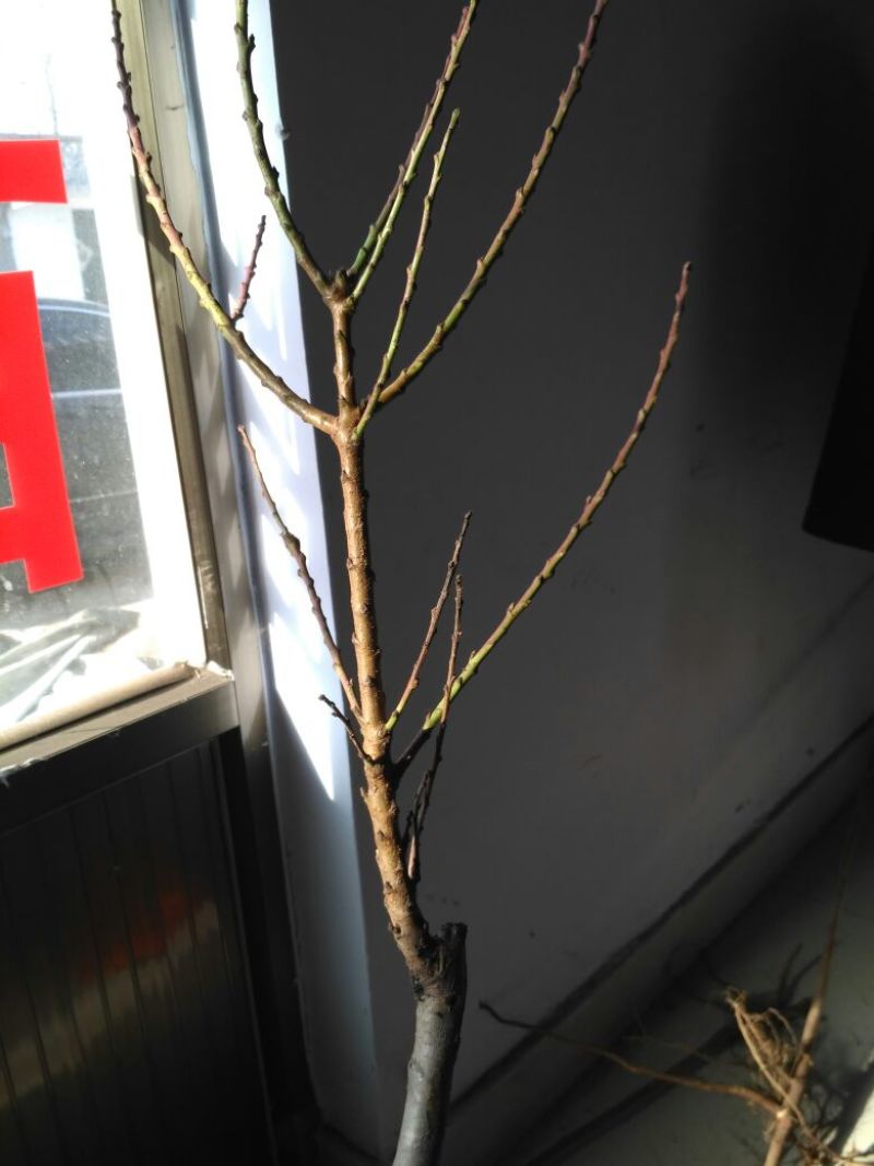 中华寿桃桃树盆景苗规格齐全60~70cm