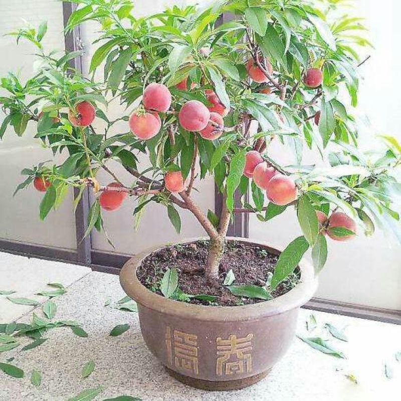 中华寿桃桃树盆景苗规格齐全60~70cm