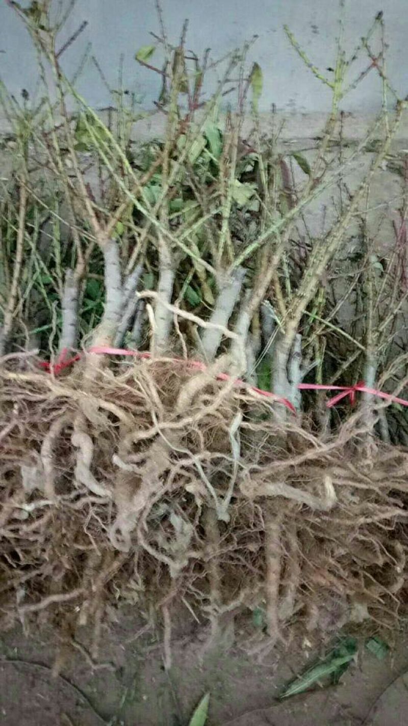 中华寿桃桃树盆景苗规格齐全60~70cm