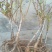 中华寿桃桃树盆景苗规格齐全60~70cm