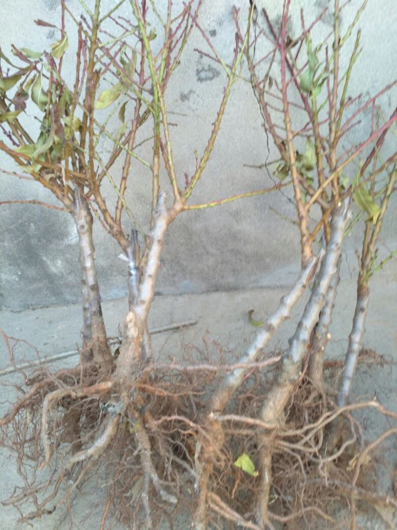 中华寿桃桃树盆景苗规格齐全60~70cm