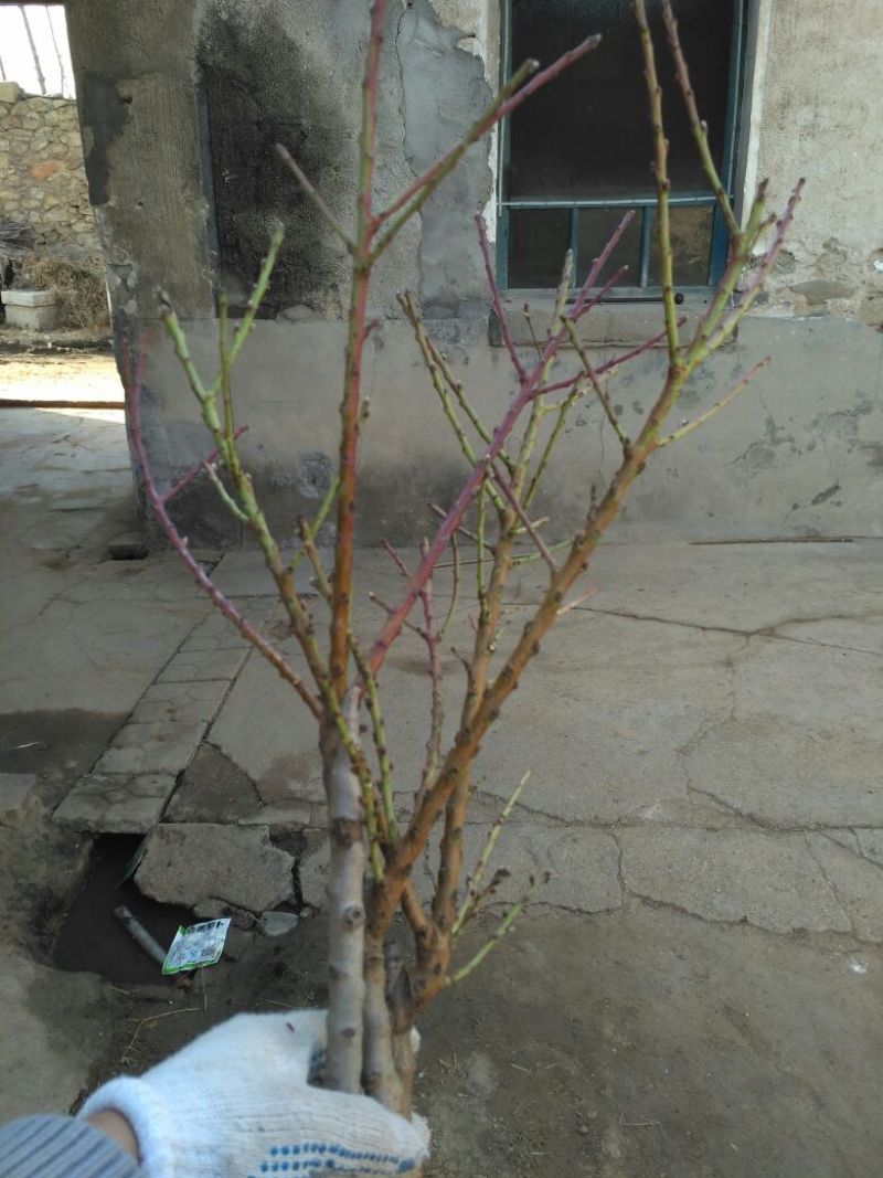 中华寿桃桃树盆景苗规格齐全60~70cm