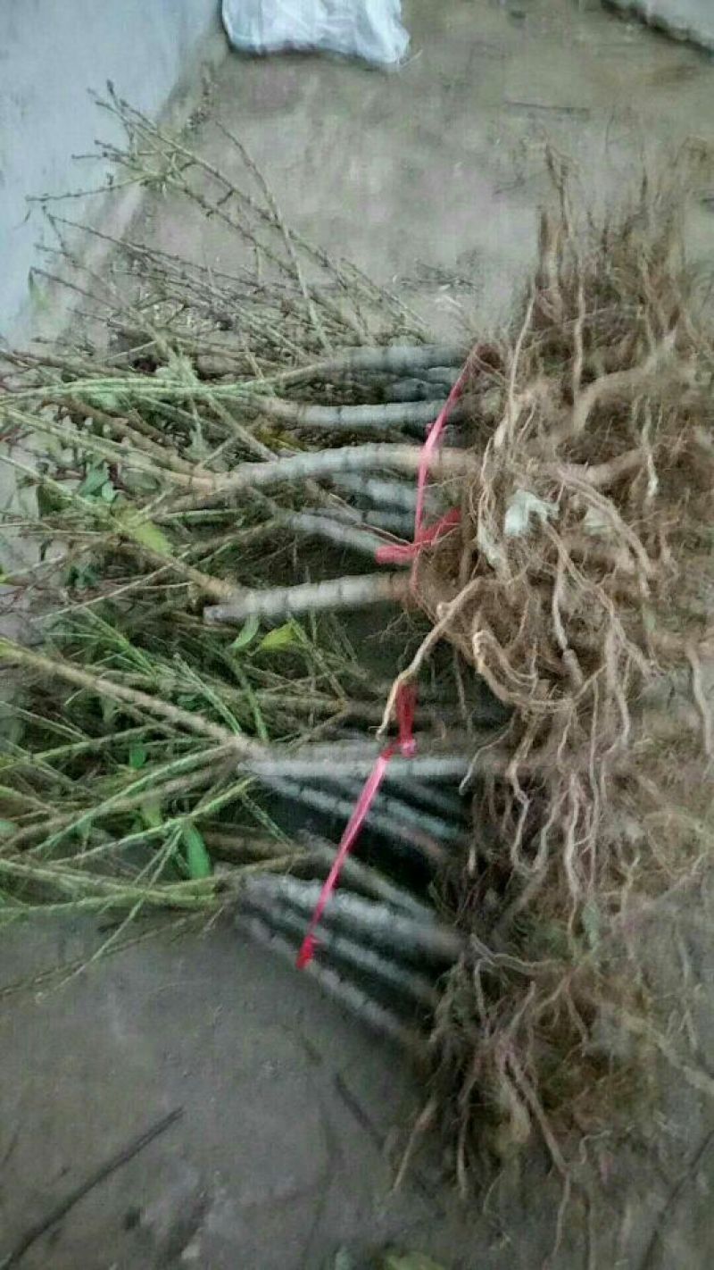 中华寿桃桃树盆景苗规格齐全60~70cm