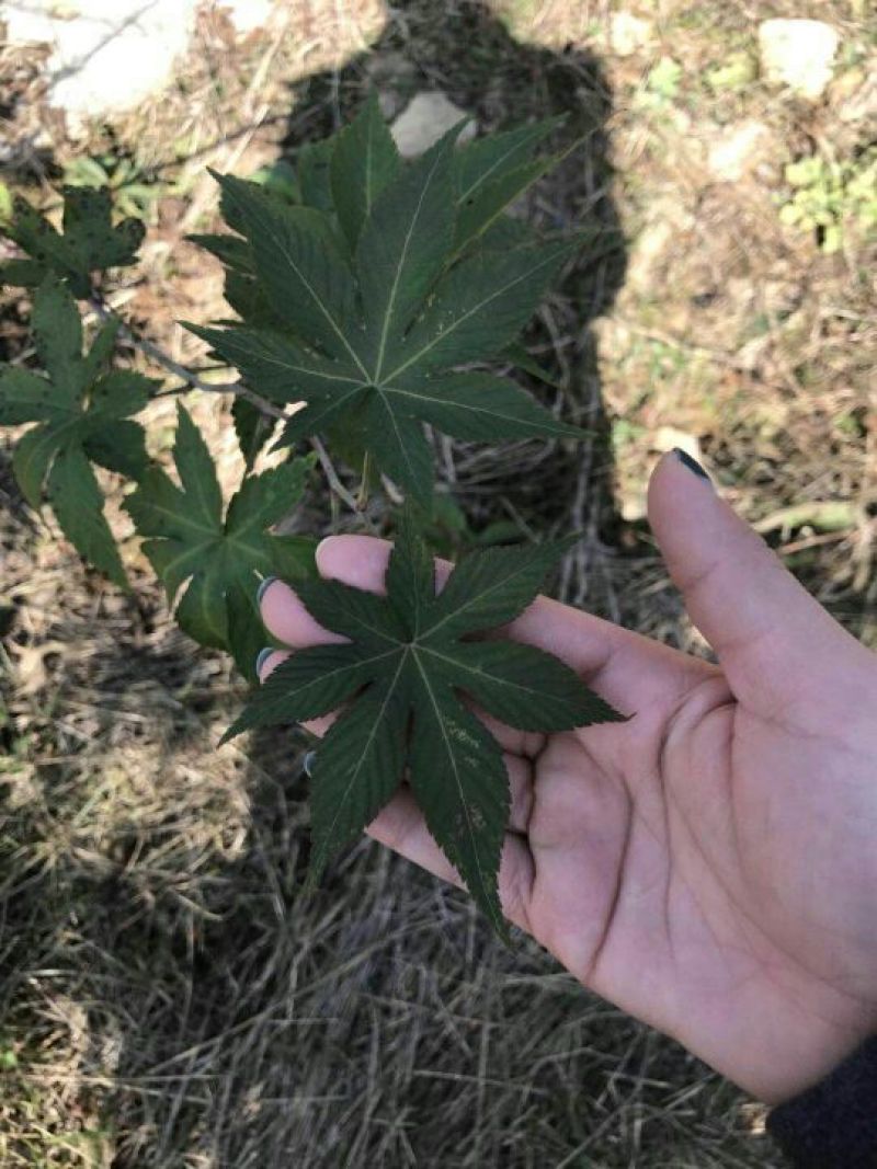 覆盆子苗