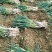 日本大葱毛葱3cm左右40cm以上