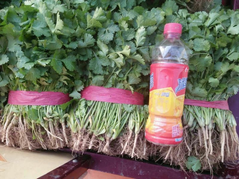 大叶香菜滑县最大批发市场直供