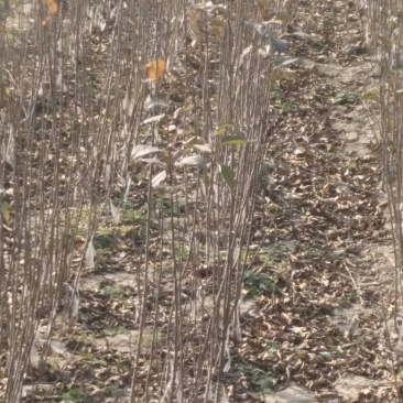 苹果树苗70~80cm