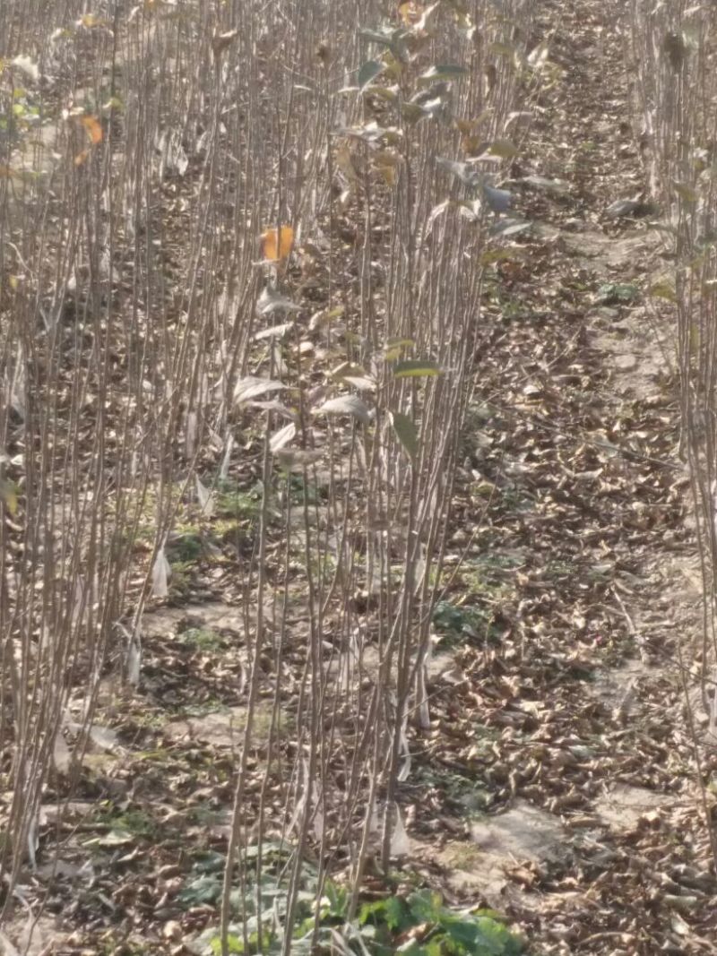 苹果树苗70~80cm