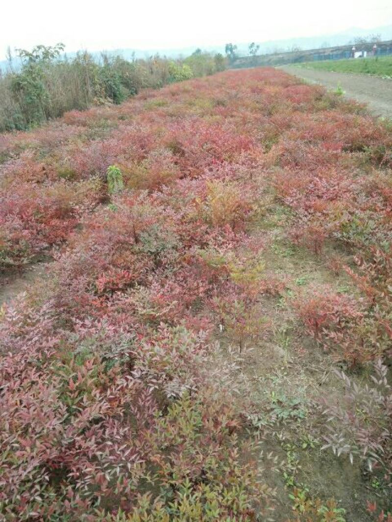 红叶南天竹30~50cm