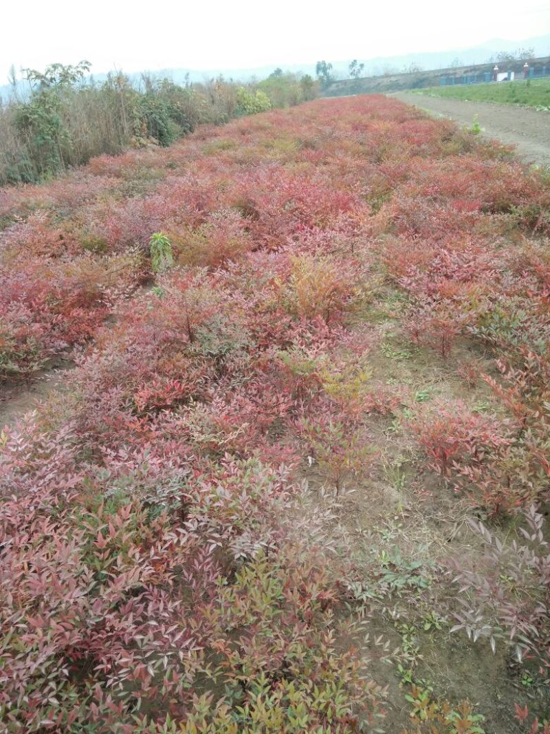 红叶南天竹30~50cm