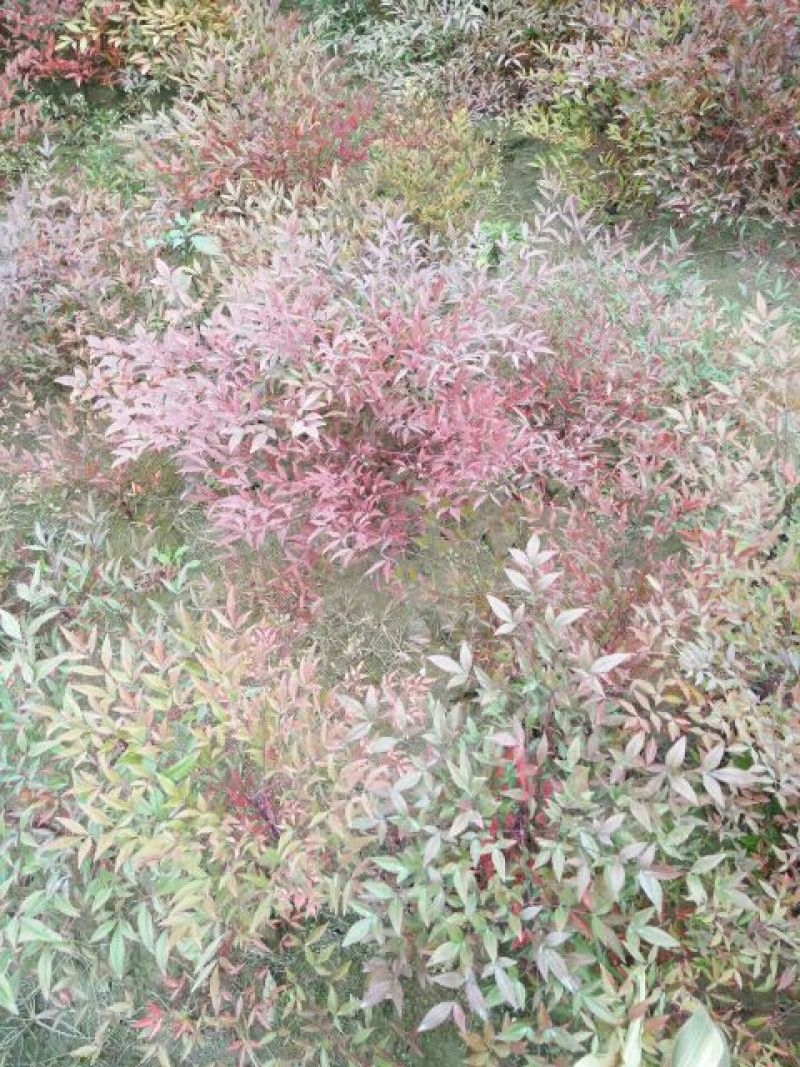 红叶南天竹30~50cm